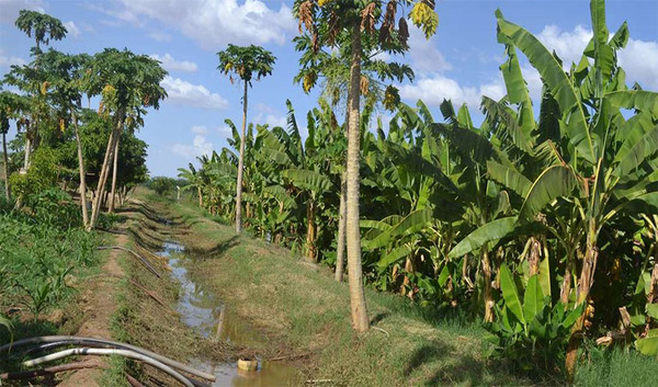Flood-based farming supported by ATUDIS and GIZ